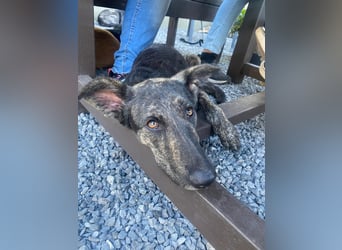 Lady - sanfte Schmusemaus mit großem Herzen