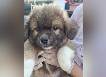 ZANDO, neugieriger Sonnenschein, Rüde, 2 Monate, 20 cm, Mischling, Tierschutz