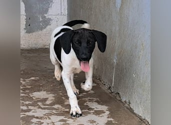 Hippi sucht dringend ein Zuhause
