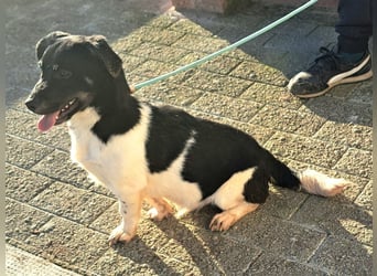 Welpen Buben Eden 25cm und Jackson 22cm möchten Rumänien gerne schnell verlassen