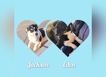 Welpen Buben Eden 25cm und Jackson 22cm möchten Rumänien gerne schnell verlassen