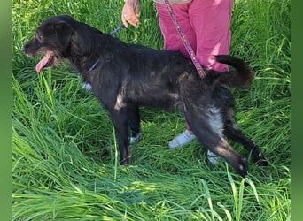 Rüde Alun, alle Geschwister sind vermittelt, er möchte Rumänien ganz schnell verlassen