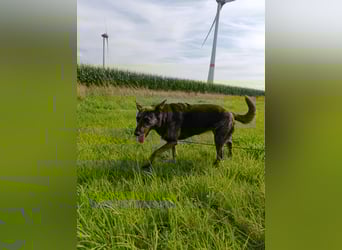 Lady - sanfte Schmusemaus mit großem Herzen