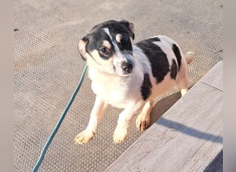 Welpen Buben Eden 25cm und Jackson 22cm möchten Rumänien gerne schnell verlassen