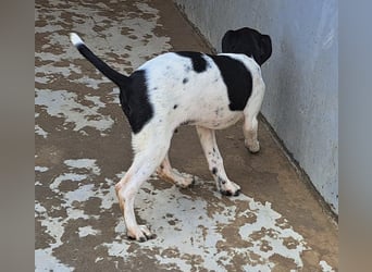 Hippi sucht dringend ein Zuhause