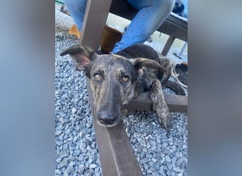 Lady - sanfte Schmusemaus mit großem Herzen