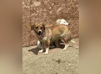 ⭐️FABIENNE⭐️, Hündin, 1,5 Jahre, 34 cm, Mischling, Tierschutz