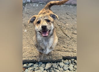 IVY ( 5 Stromer suchen ein Zuhause)