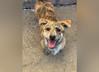 IVY ( 5 Stromer suchen ein Zuhause)