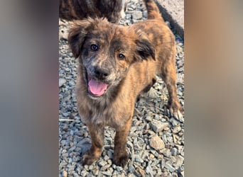 IRINA ( 5 Stromer suchen ein Zuhause)