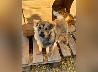 JIMMY & JOEY - 2 Brüder suchen ihre Menschen