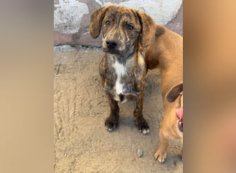 IVAN ( 5 Stromer suchen ein Zuhause)