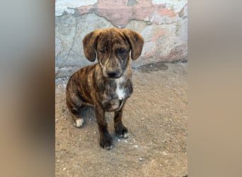 IVAN ( 5 Stromer suchen ein Zuhause)