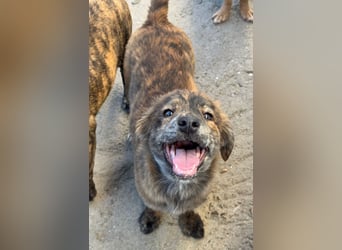 IRINA ( 5 Stromer suchen ein Zuhause)