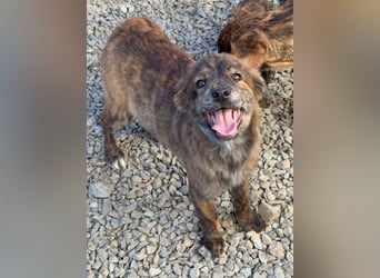 IRINA ( 5 Stromer suchen ein Zuhause)