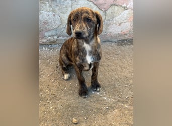 IVAN ( 5 Stromer suchen ein Zuhause)