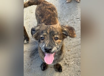 IRINA ( 5 Stromer suchen ein Zuhause)