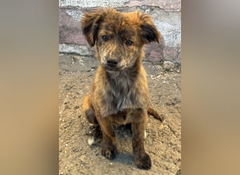 IRINA ( 5 Stromer suchen ein Zuhause)