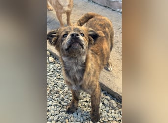 IRINA ( 5 Stromer suchen ein Zuhause)