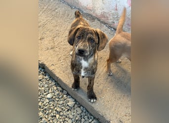 IVAN ( 5 Stromer suchen ein Zuhause)