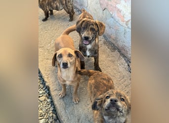 IVAN ( 5 Stromer suchen ein Zuhause)