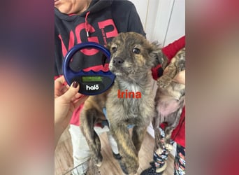 IRINA ( 5 Stromer suchen ein Zuhause)