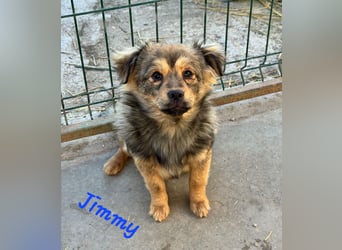 JIMMY & JOEY - 2 Brüder suchen ihre Menschen