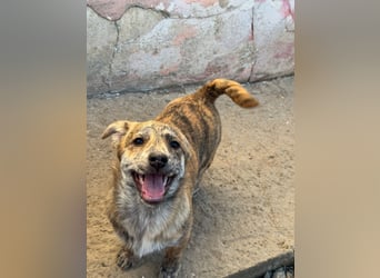 IVY ( 5 Stromer suchen ein Zuhause)