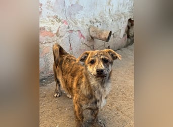 IVY ( 5 Stromer suchen ein Zuhause)