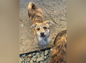 IVY ( 5 Stromer suchen ein Zuhause)