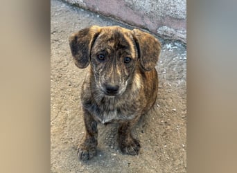 INDIE ( 5 Stromer suchen ein Zuhause