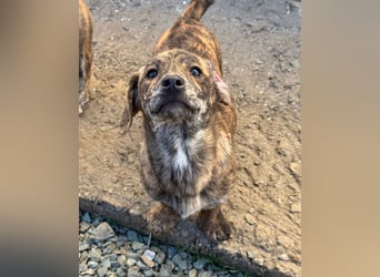 INDIE ( 5 Stromer suchen ein Zuhause