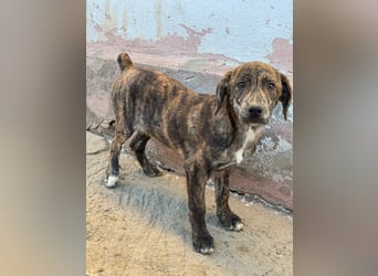 IVAN ( 5 Stromer suchen ein Zuhause)