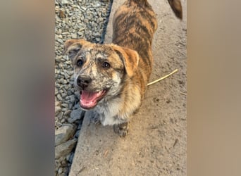 IVY ( 5 Stromer suchen ein Zuhause)