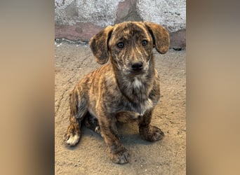 INDIE ( 5 Stromer suchen ein Zuhause