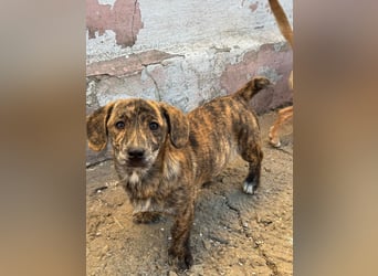 INDIE ( 5 Stromer suchen ein Zuhause