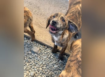 IVAN ( 5 Stromer suchen ein Zuhause)