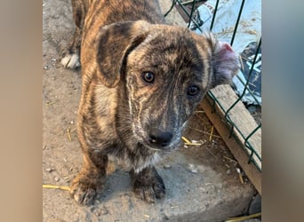 INDIE ( 5 Stromer suchen ein Zuhause