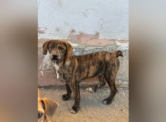 IVAN ( 5 Stromer suchen ein Zuhause)