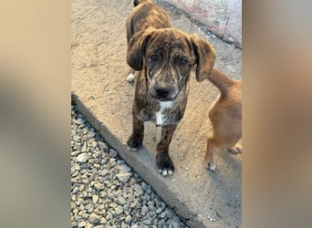 IVAN ( 5 Stromer suchen ein Zuhause)