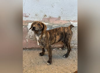 IVAN ( 5 Stromer suchen ein Zuhause)