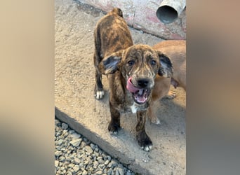 IVAN ( 5 Stromer suchen ein Zuhause)