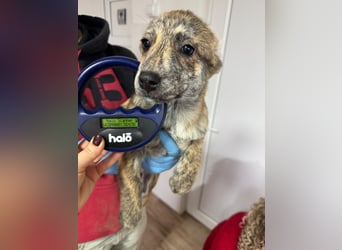 IVY ( 5 Stromer suchen ein Zuhause)