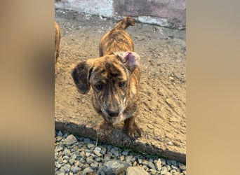 INDIE ( 5 Stromer suchen ein Zuhause