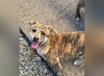 IVY ( 5 Stromer suchen ein Zuhause)