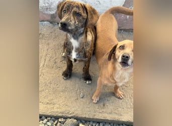 IVAN ( 5 Stromer suchen ein Zuhause)