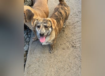 IVY ( 5 Stromer suchen ein Zuhause)