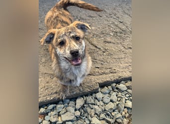 IVY ( 5 Stromer suchen ein Zuhause)