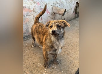 IVY ( 5 Stromer suchen ein Zuhause)