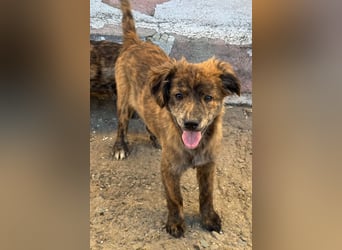 IRINA ( 5 Stromer suchen ein Zuhause)